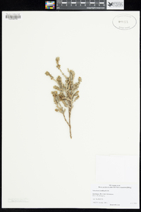 Sclerolaena uniflora image