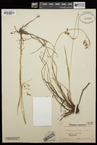 Carex magellanica subsp. irrigua image