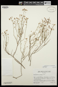 Crocanthemum scoparium image