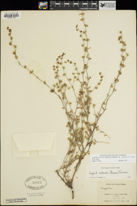 Lappula occidentalis var. cupulata image