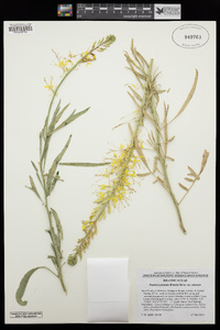 Stanleya pinnata image