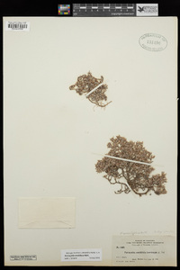 Paronychia sessiliflora image