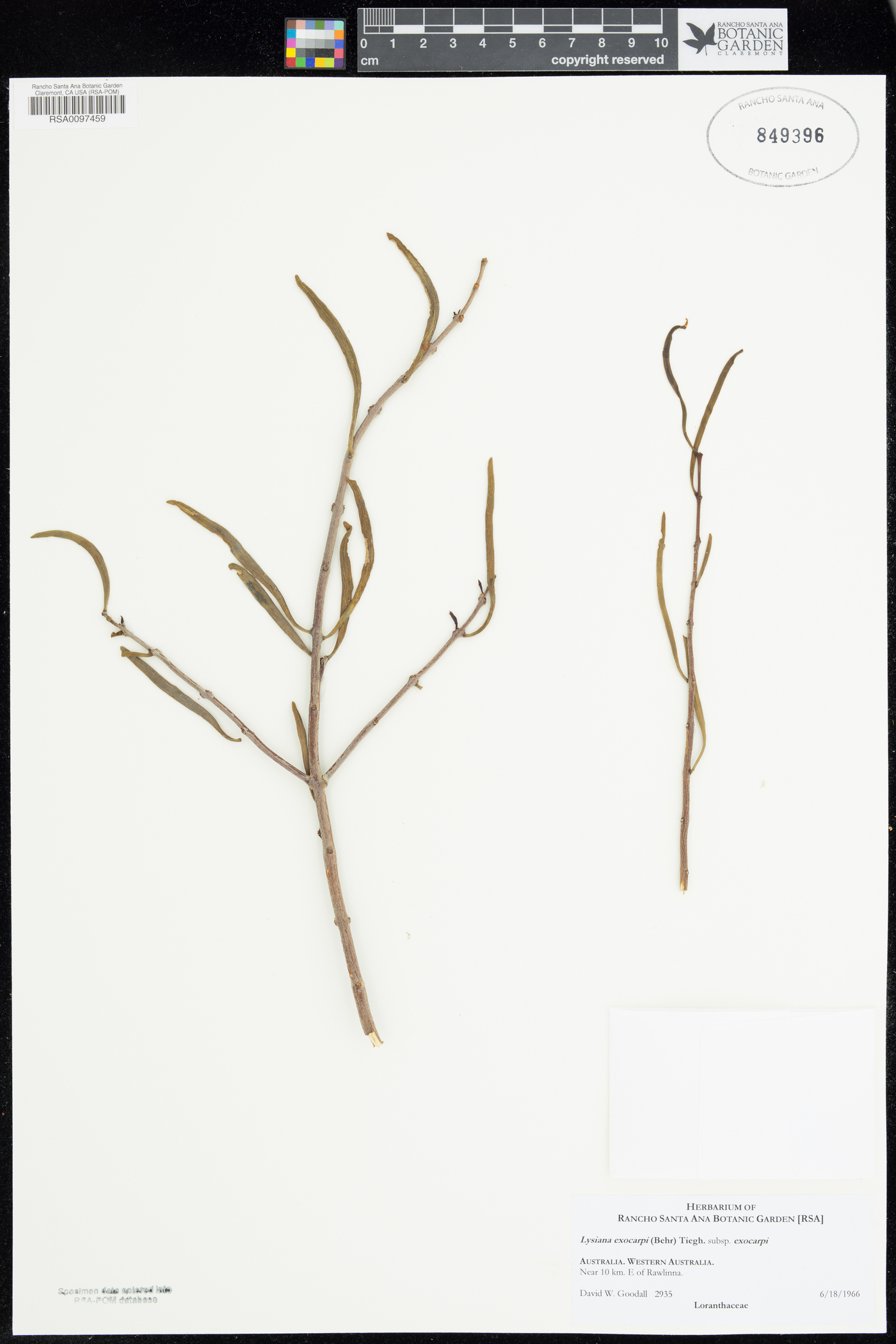 Lysiana exocarpi subsp. exocarpi image