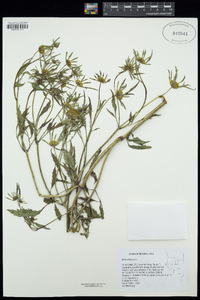 Bidens frondosa image