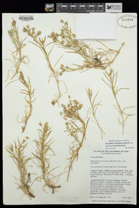 Spergularia macrotheca image