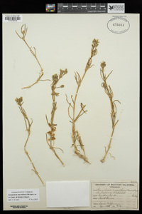 Spergularia macrotheca image