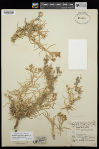 Spergularia macrotheca image