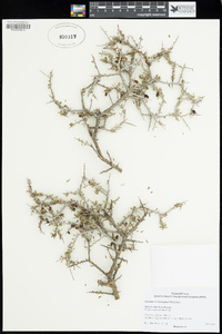 Condalia fasciculata image