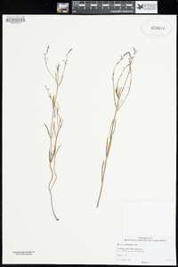 Image of Boronia spathulata