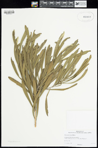Image of Persoonia comata