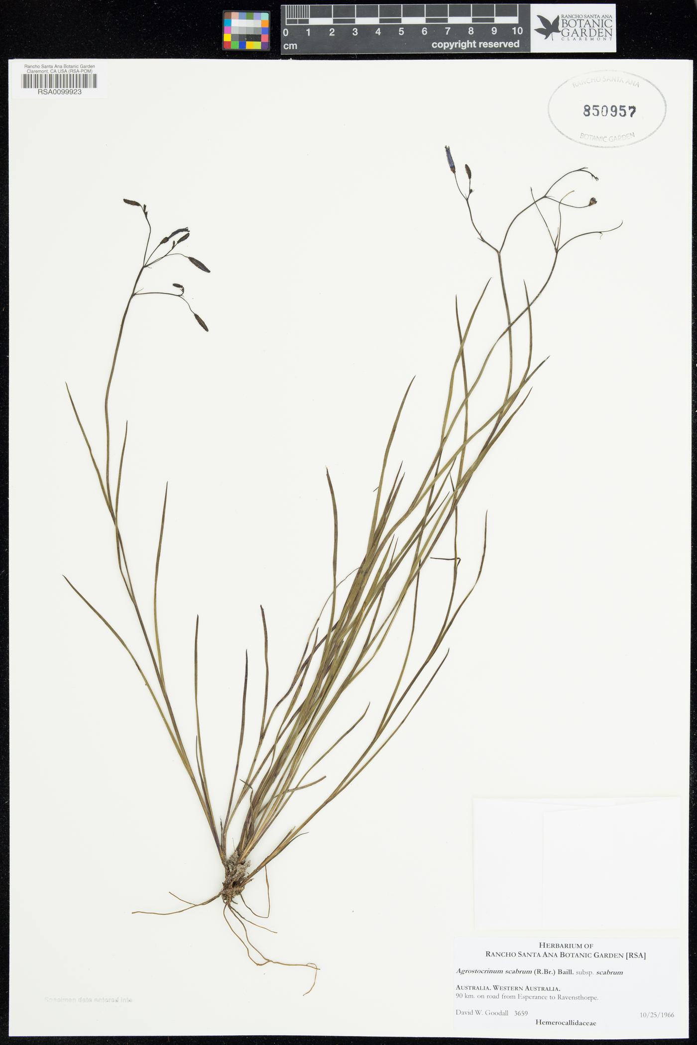 Agrostocrinum scabrum subsp. scabrum image