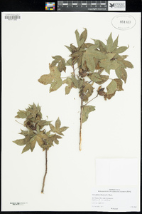 Gossypium robinsonii image