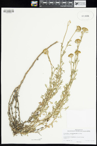 Eriophyllum confertiflorum image