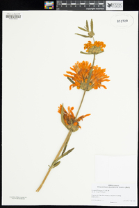 Leonotis leonurus image