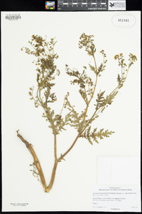 Eucrypta chrysanthemifolia image