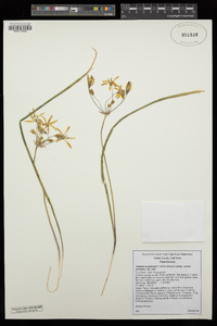 Triteleia ixioides image