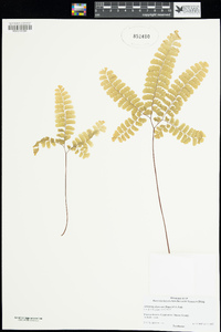 Adiantum aleuticum image