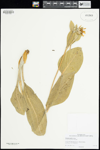 Wyethia mollis image