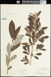 Salix scouleriana image