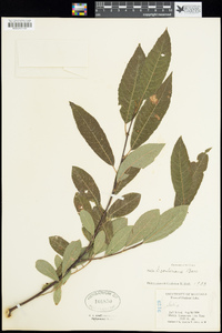 Salix scouleriana image