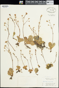 Micranthes nelsoniana var. nelsoniana image