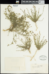 Thamnosma texanum image