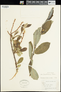 Salix scouleriana image