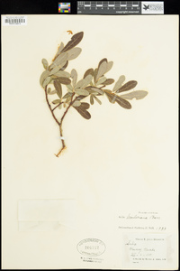 Salix scouleriana image