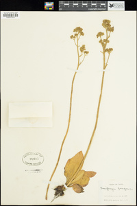 Saxifraga nidifica var. claytoniifolia image