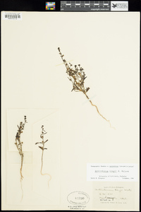 Sairocarpus kingii image