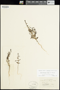 Antirrhinum kingii image