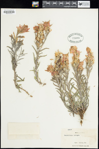 Castilleja integra image