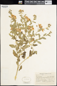 Solanum xanti image