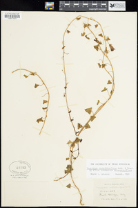 Maurandya antirrhiniflora subsp. antirrhiniflora image