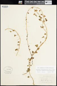 Maurandella antirrhiniflora image