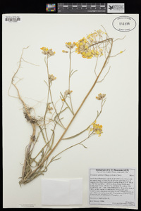 Erysimum capitatum image