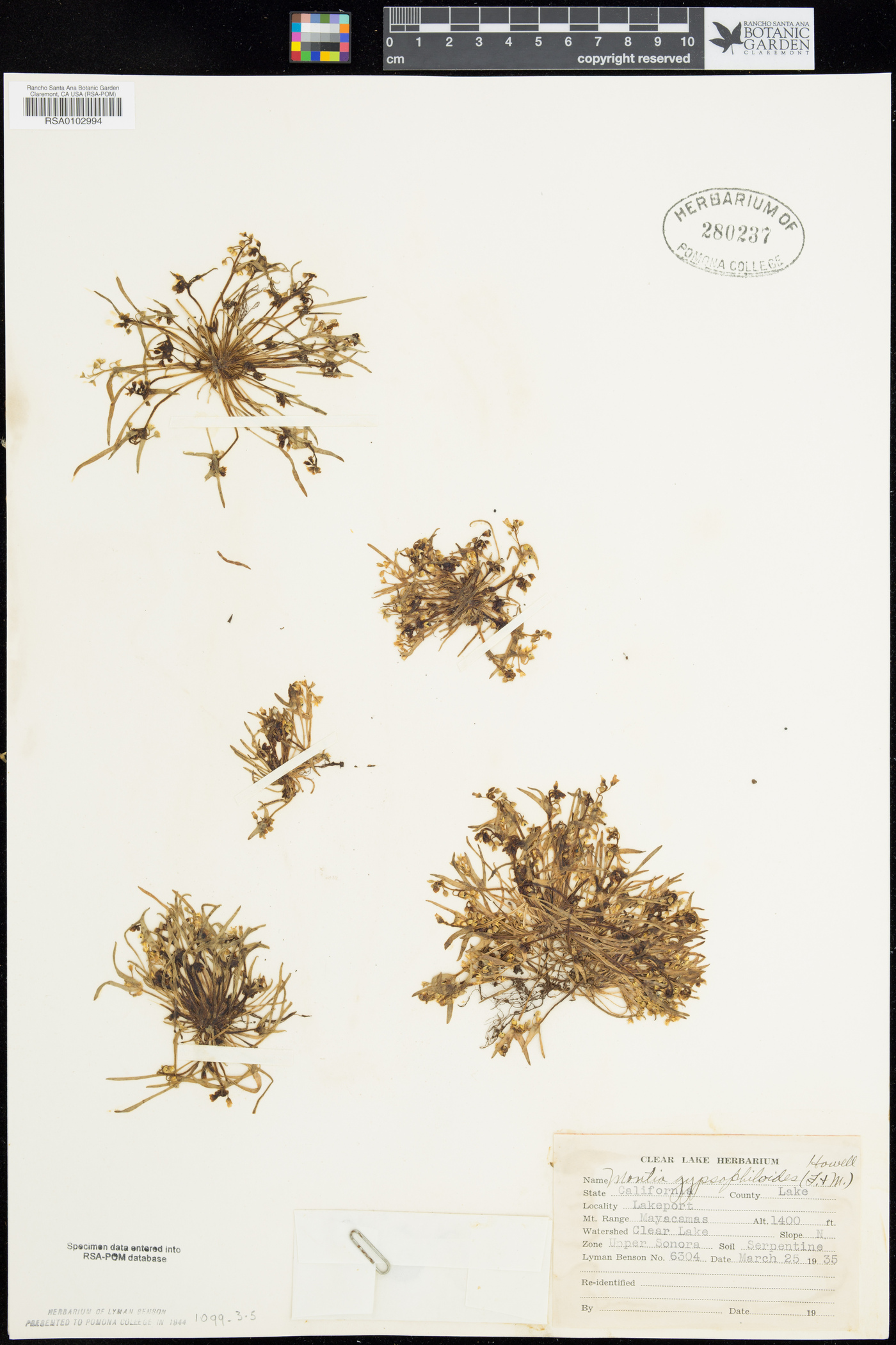 Montia gypsophiloides image