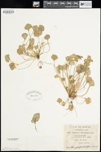 Claytonia perfoliata subsp. perfoliata image