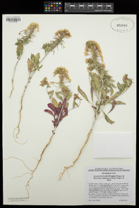 Eremothera boothii image