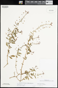 Lopezia miniata image