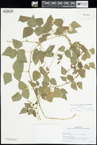 Rhynchosia edulis image