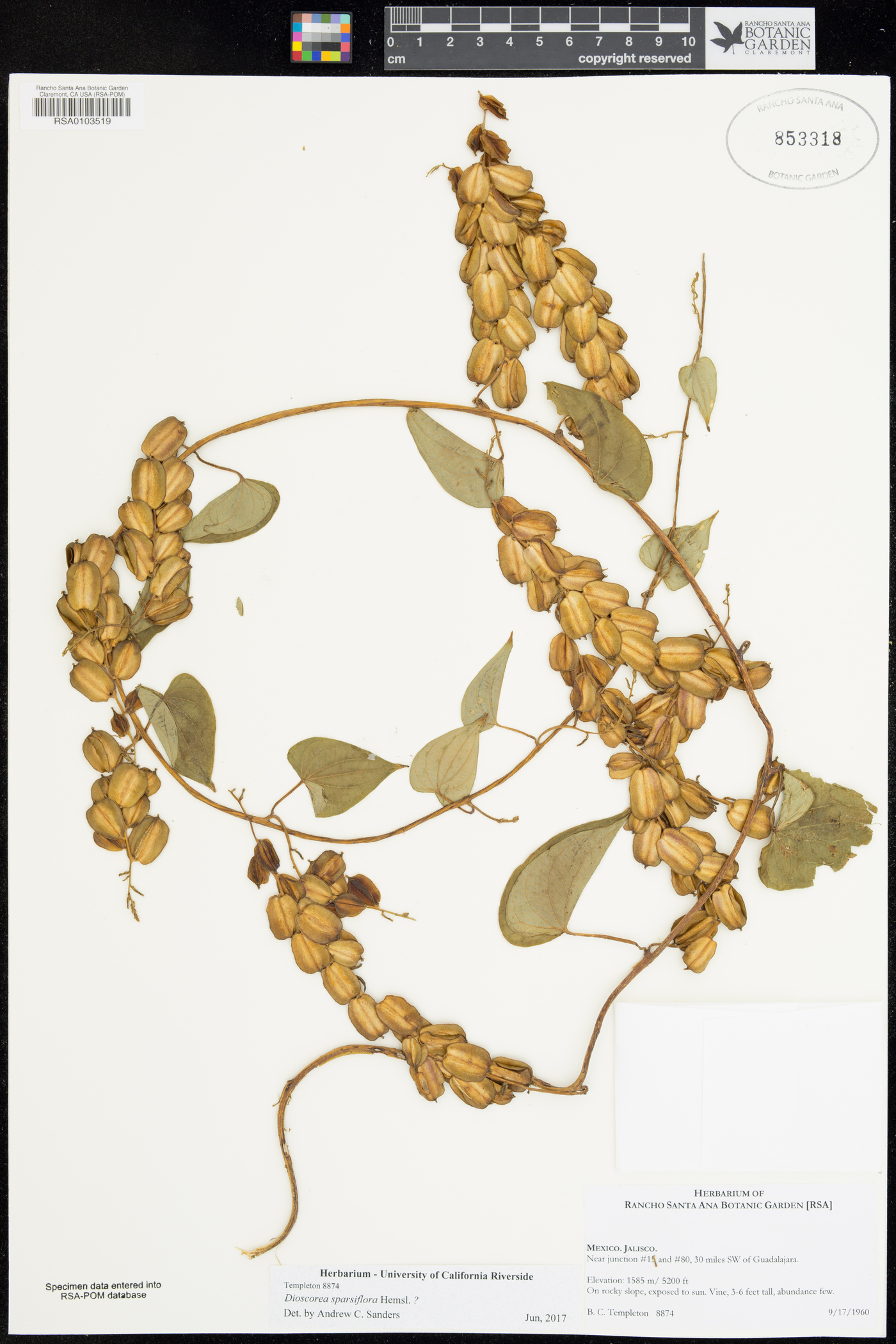 Dioscorea sparsiflora image
