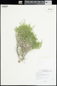 Galium stellatum image