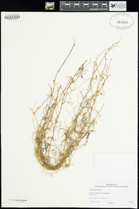 Cassytha flava image