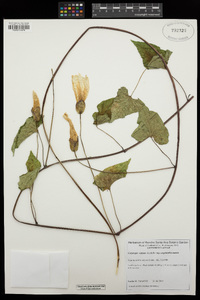 Calystegia sepium subsp. angulata image