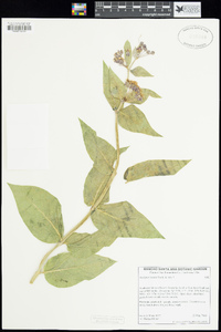 Asclepias vestita image