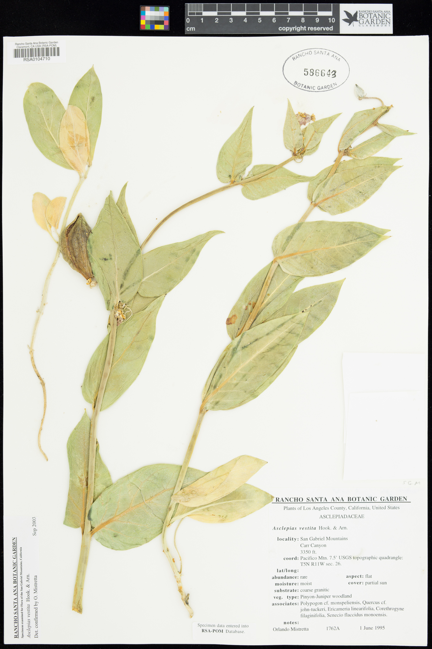 Asclepias vestita subsp. vestita image