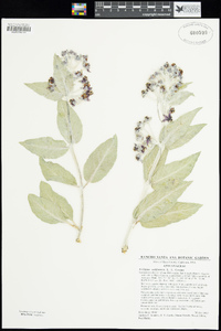 Asclepias californica subsp. californica image