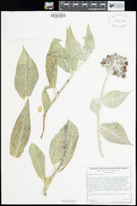 Asclepias californica subsp. californica image