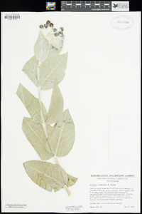 Asclepias californica image